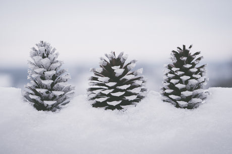 Holiday Closing Announcement